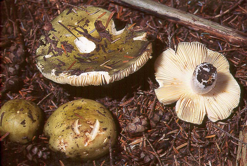 Russula aeruginea